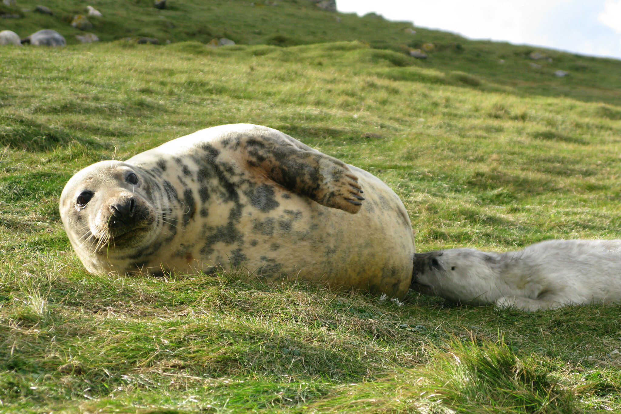 Exploring Why Seal Milk Is the Cream of the Molecular Crop