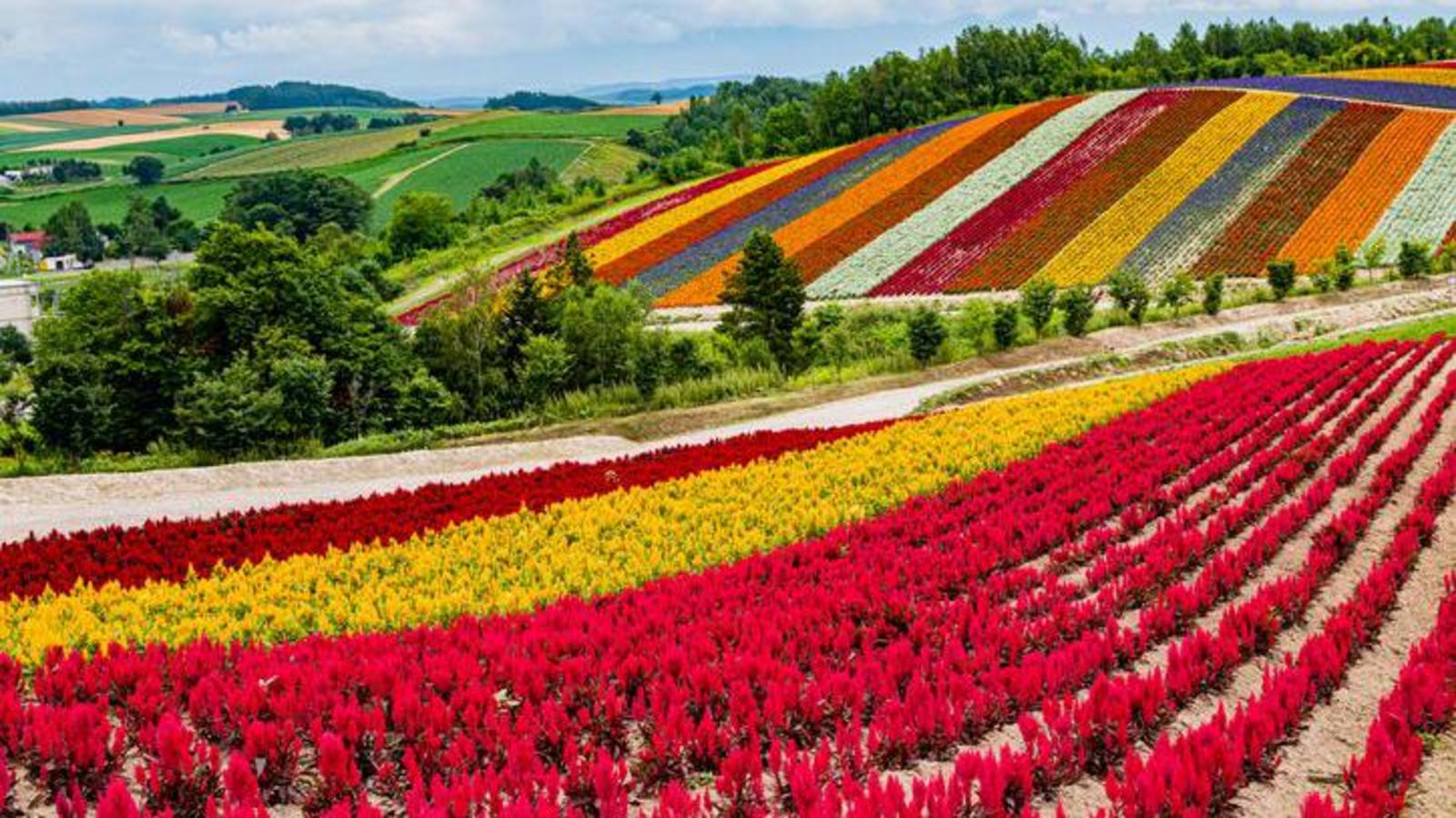 Japan's high-stakes gamble to turn island of flowers into global chip hub
