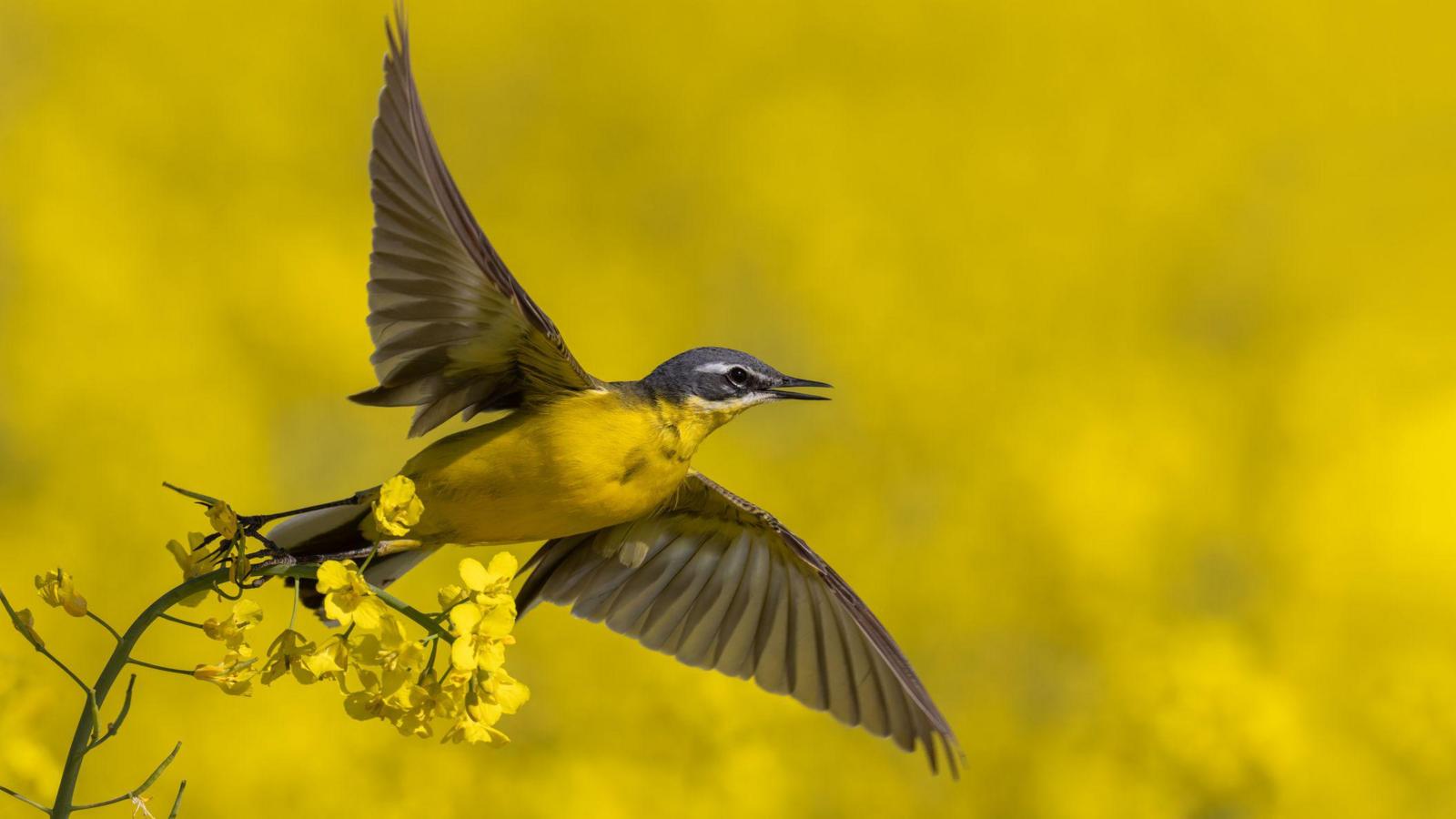 New report identifies species at risk of extinction in the UK for the first time