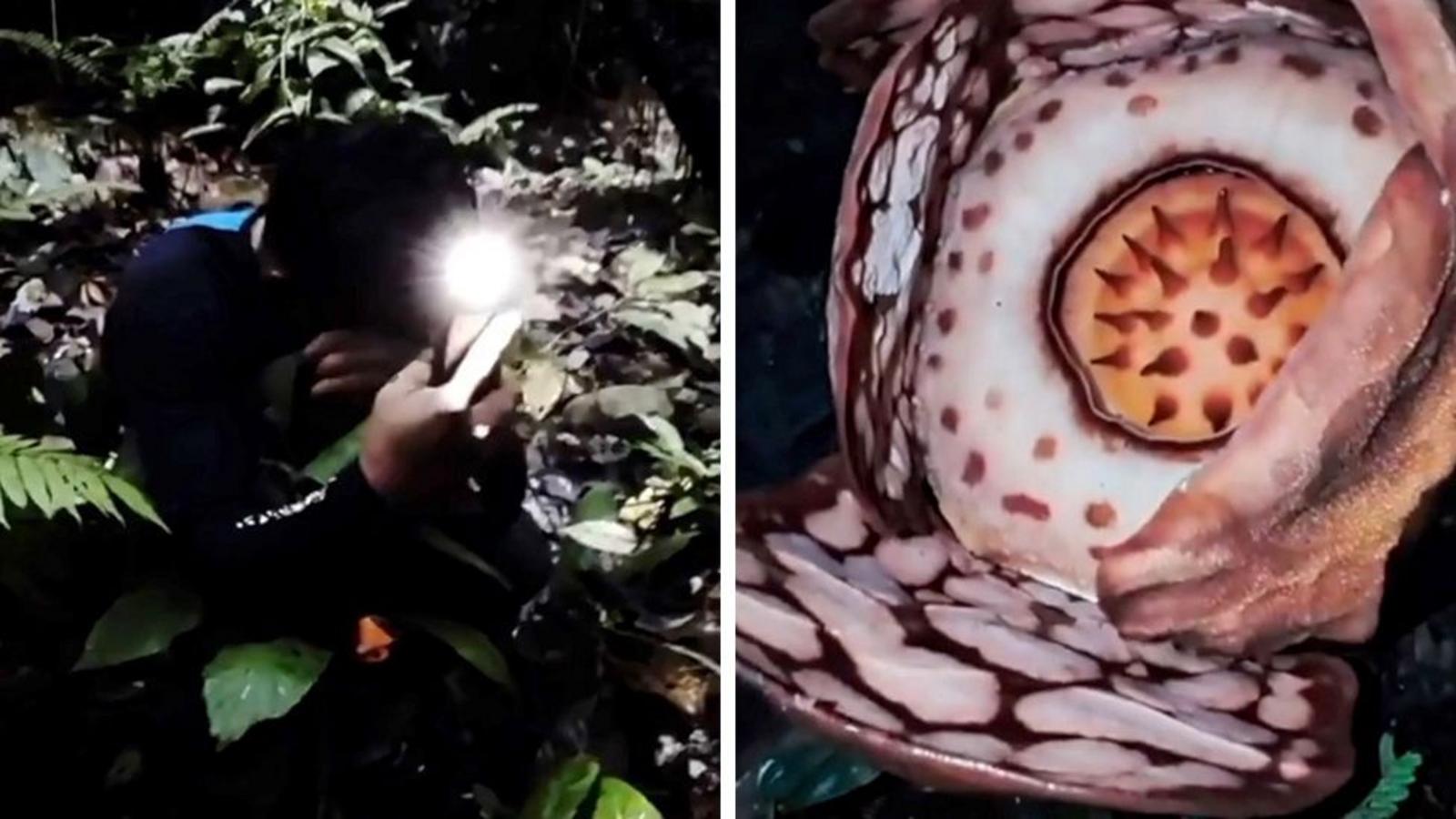 Watch: Moment researcher finds rare flower after 13-year search