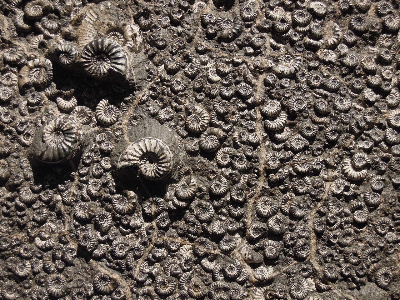 The intricate features of the Little Foot fossil reveal a blend of traits that challenge traditional views of human evolution