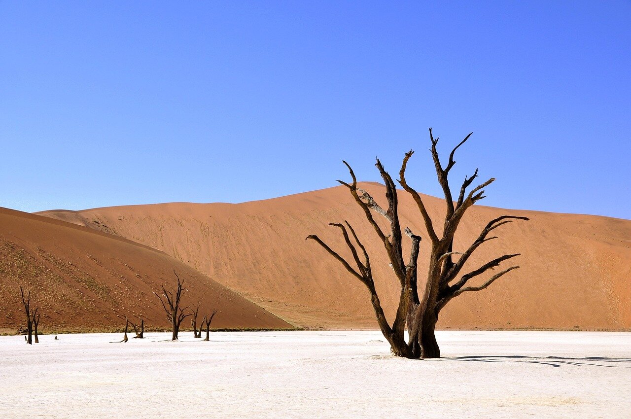 A bustling wildlife tourism site in Namibia, showcasing how local communities can benefit from preserving natural habitats instead of engaging in illegal activities