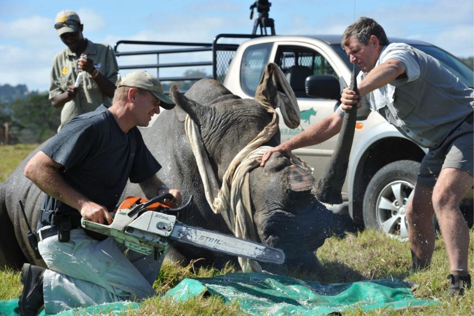 Namibia loses bid to overturn ban on rhino horn trade