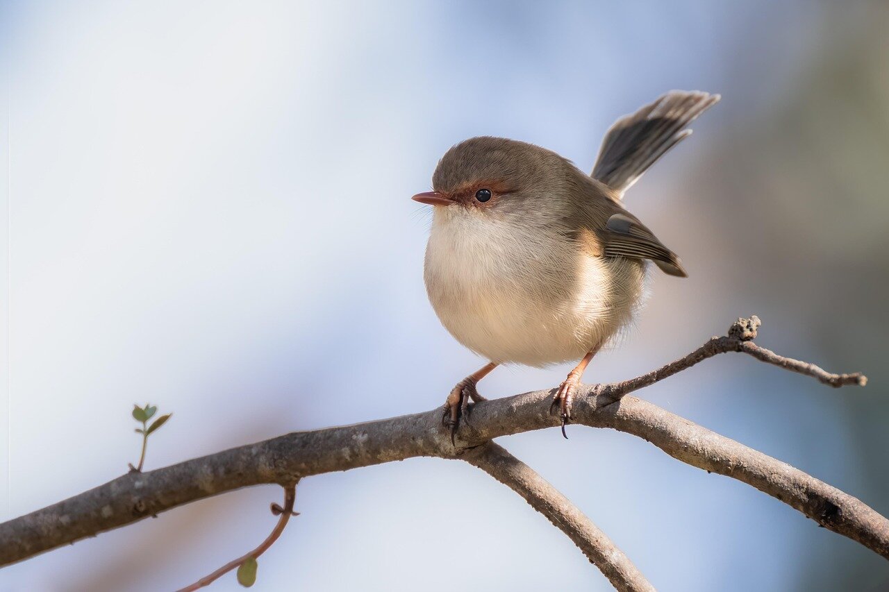 A group of artists showcases their natureinspired works at the "Birds in Art" exhibition, highlighting the beauty of avian life and the importance of conservation efforts.