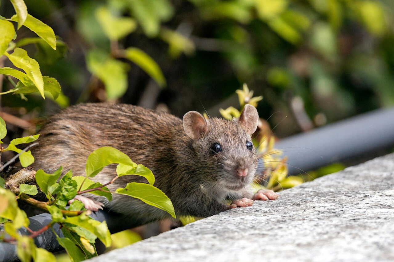 Health officials hold a press conference to address rising concerns about Hantavirus cases in the United States, emphasizing the importance of public awareness and preventive measures.