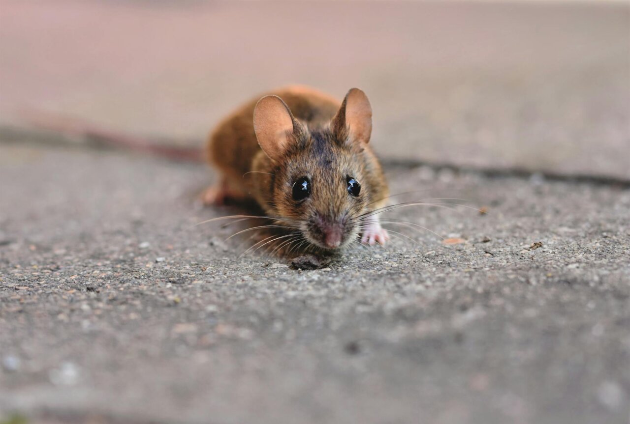 A rural farmer inspecting rodent control measures on his property to mitigate the risk of Hantavirus exposure