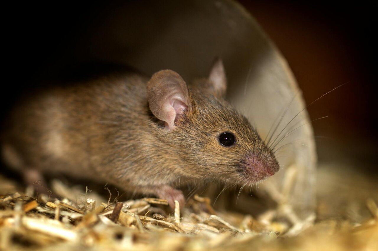 Individuals wearing protective gear while cleaning areas that may harbor rodent droppings, emphasizing safety precautions