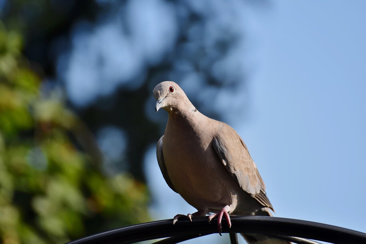 A community gathering where residents are actively engaging in discussions about the ecological benefits of pigeons and urban wildlife management