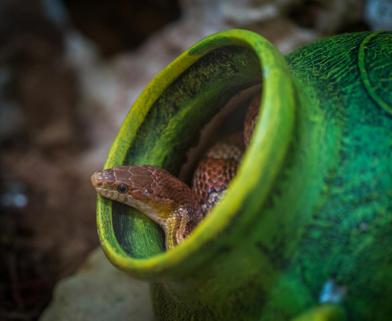 Are you as smart as a snake in solving puzzles