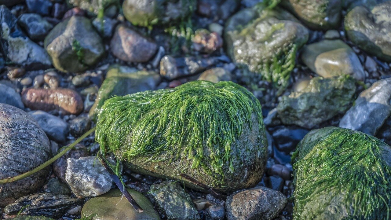 A closeup view of the algae growth in the Reflecting Pool highlights the ecological challenges posed by nutrient pollution and urban runoff