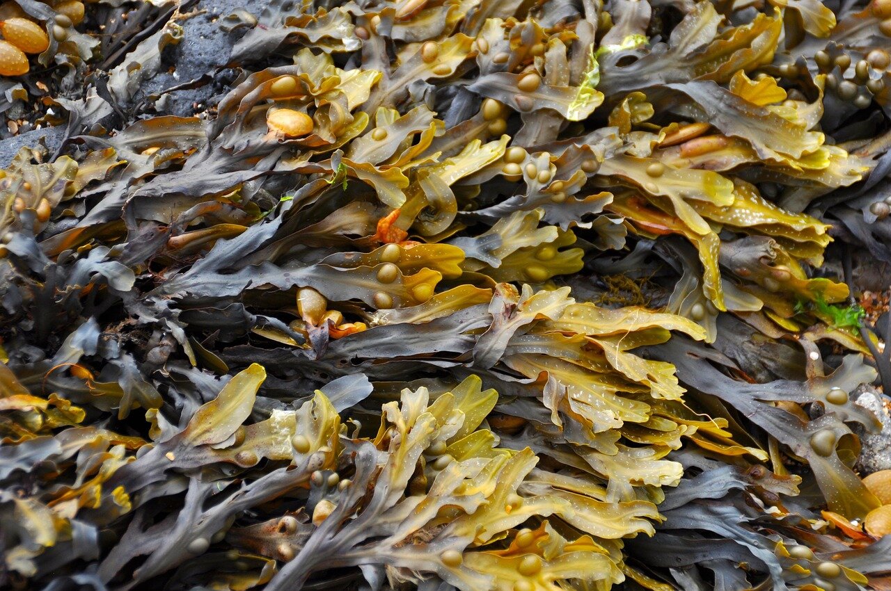 A local government meeting focused on developing policies to mitigate the effects of algae blooms, showcasing the intersection of environmental management and community interests