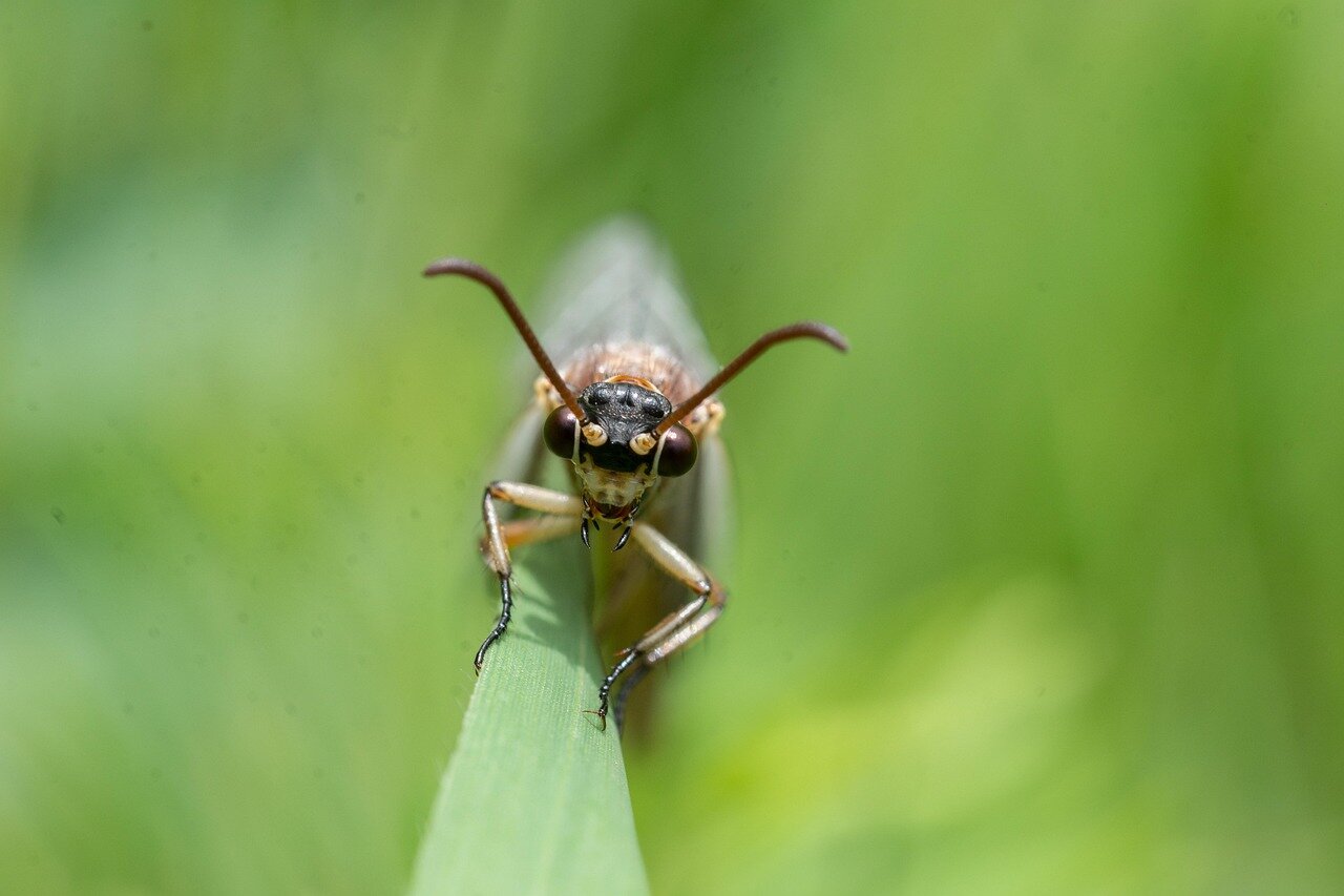 Local communities and conservation organizations engage in discussions about the implications of the ant reintroduction for biodiversity