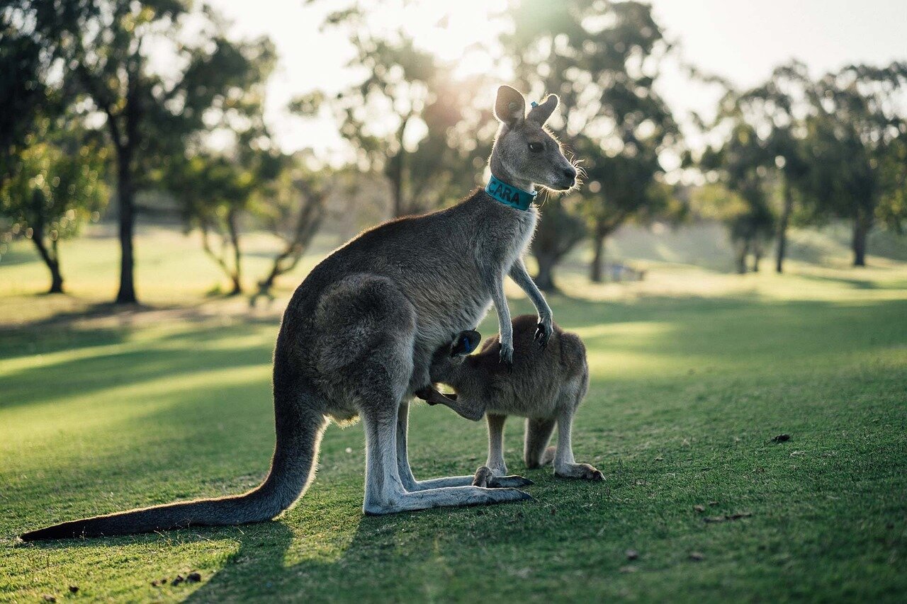 A group of young adults gathers outside a convenience store, discussing the rising availability of nicotine products amid concerns over the black market in Australia.