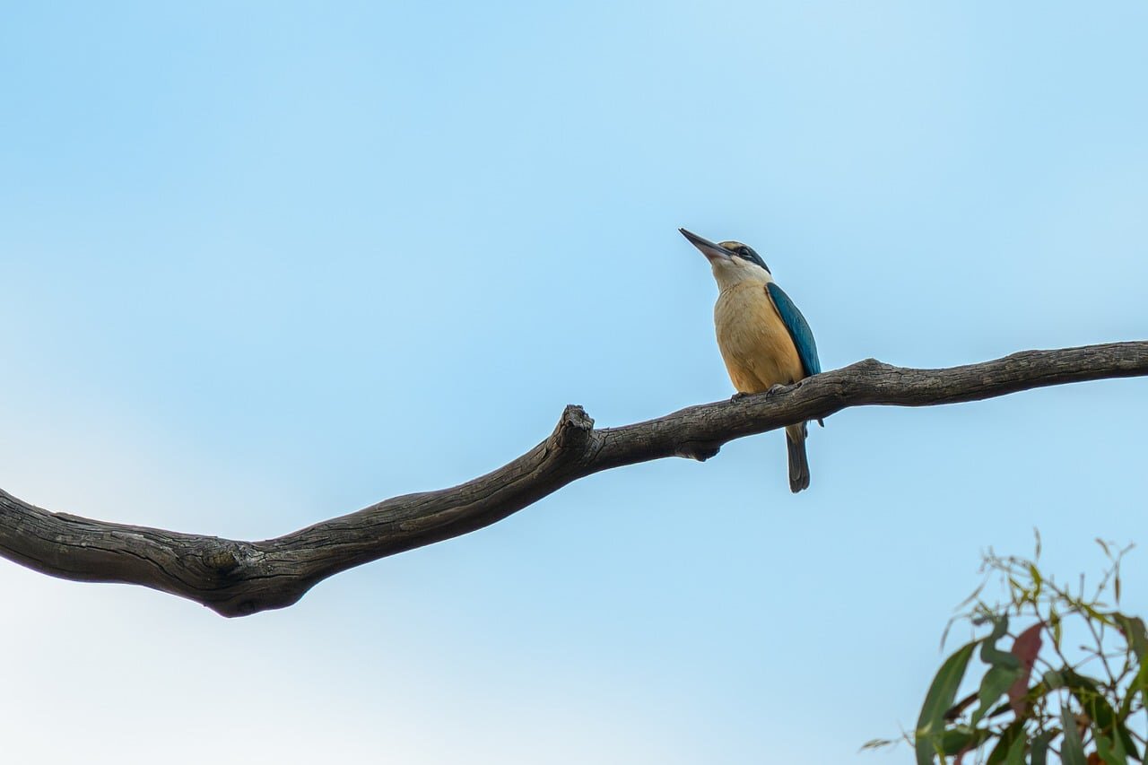 A team of wildlife protection agents collaborates to intercept illegal shipments, demonstrating the importance of enforcing regulations to preserve biodiversity