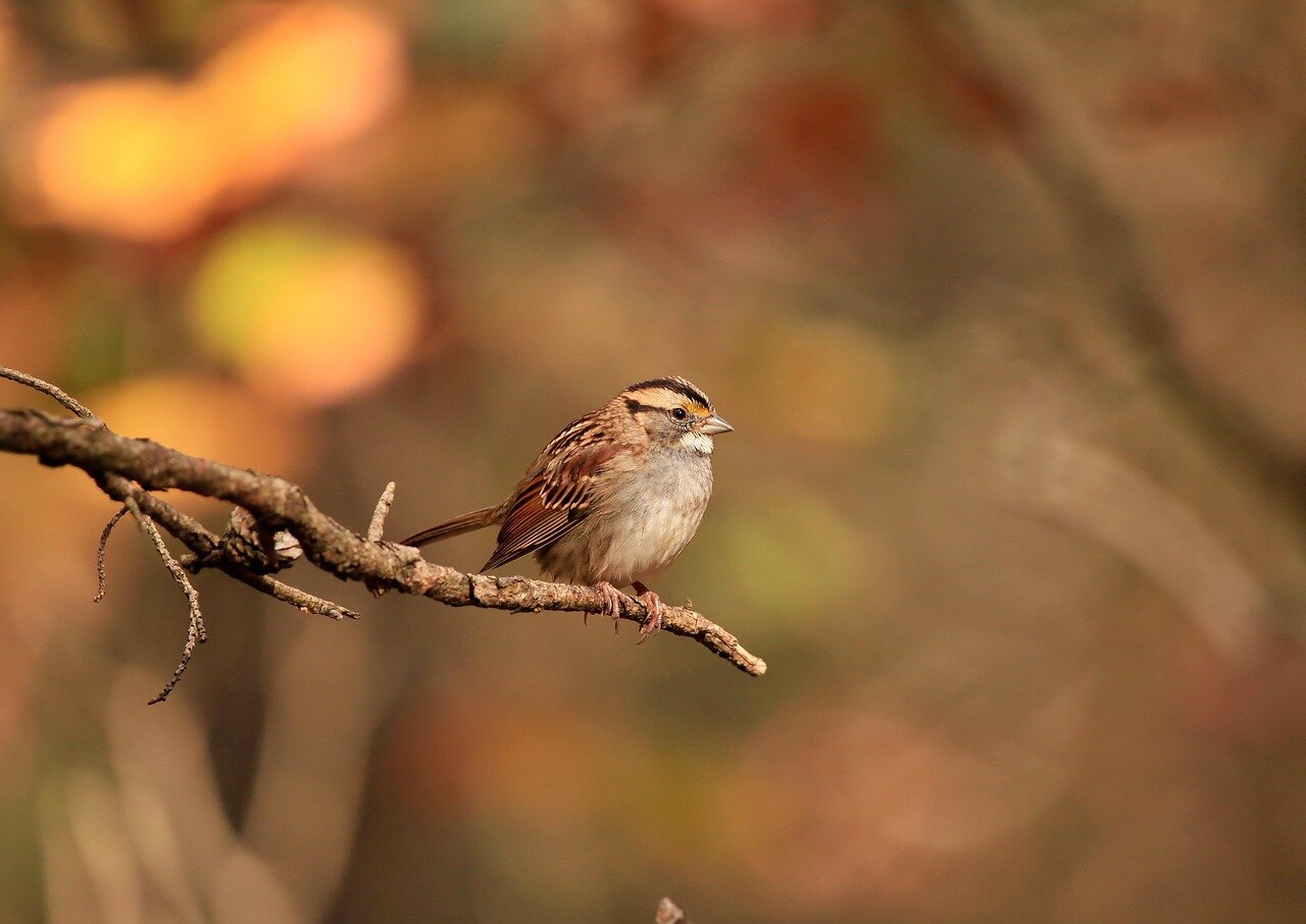 A rural landscape showcasing a diverse habitat where birds thrive and display their unique vocal traits