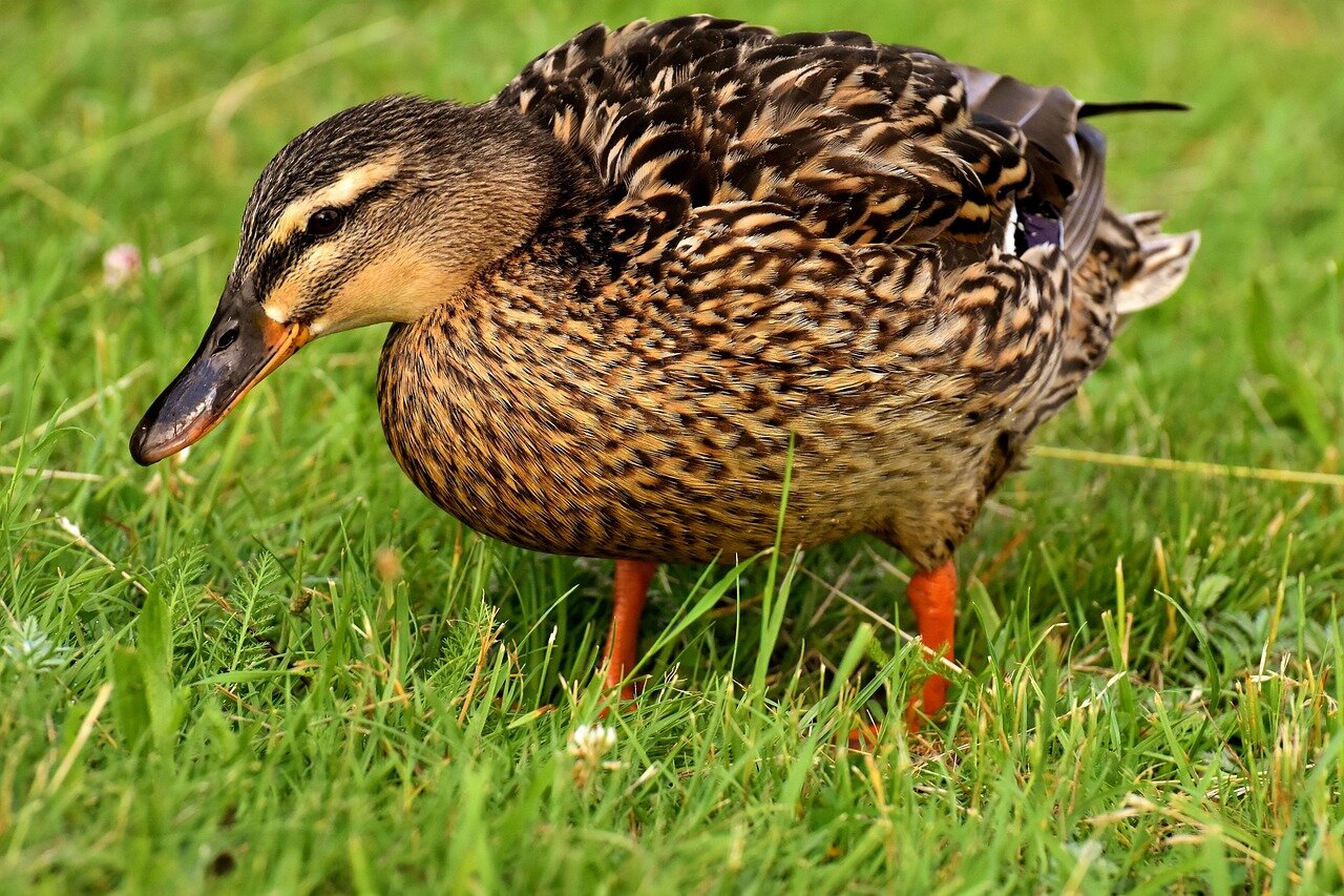 Researchers conducting field studies to understand the impact of habitat changes on bird song variations