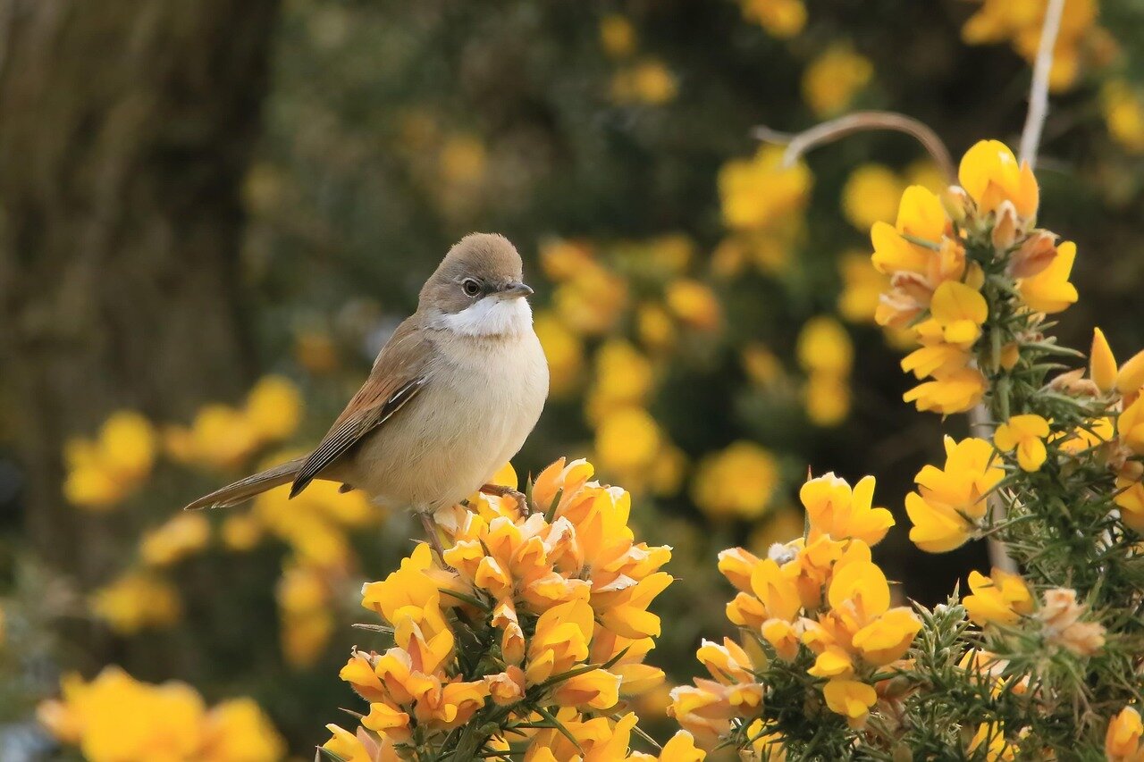 A conservation group advocating for the protection of natural habitats to preserve avian communication and biodiversity