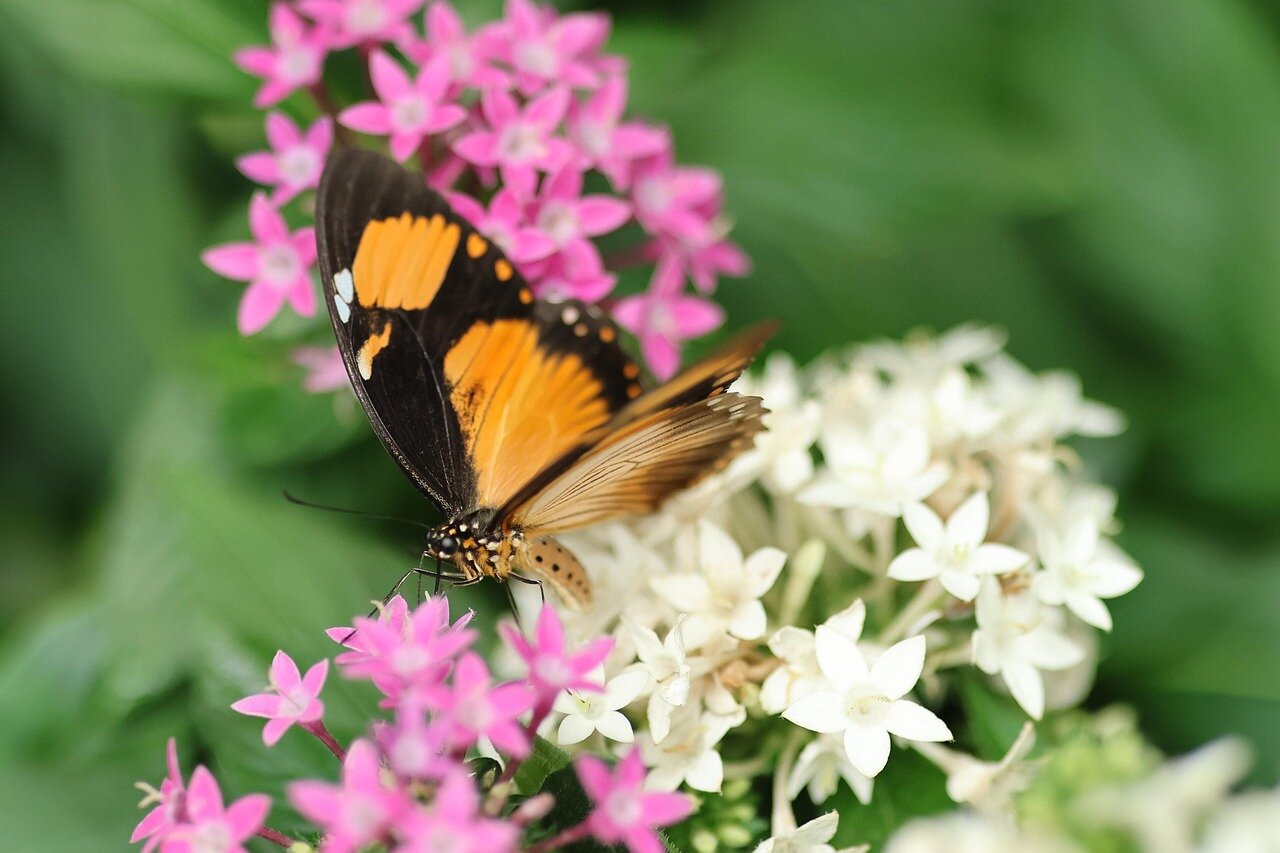 A closeup of a rare butterfly perched on a colorful flower, highlighting its crucial role in pollination