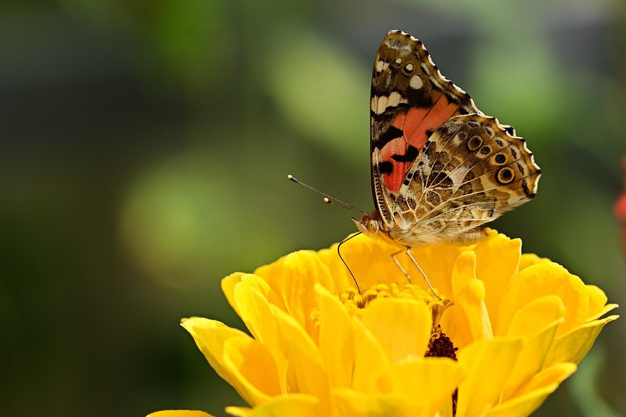 A group of scientists and conservationists gather in a lush forest to discuss strategies for protecting a newly discovered rare butterfly species, highlighting the urgency of biodiversity preservation.