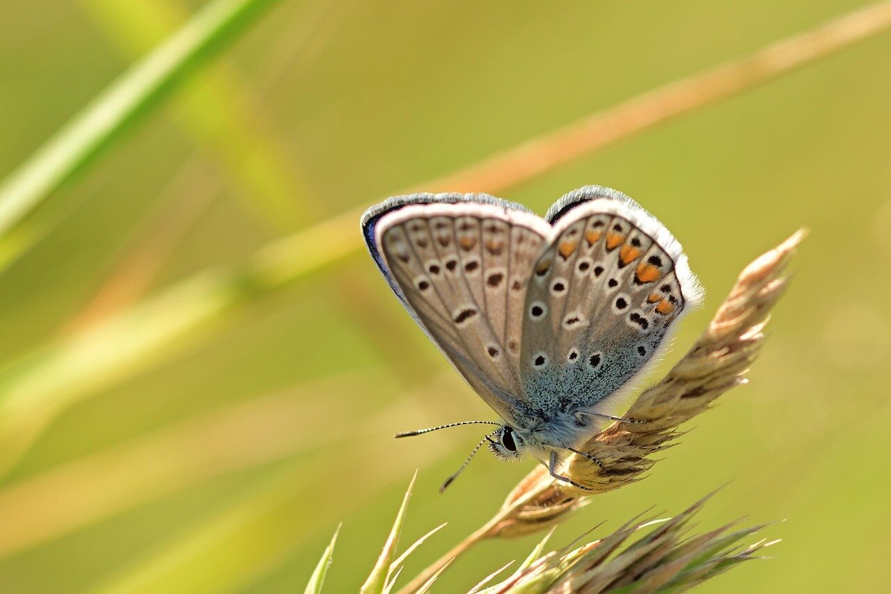 Community members participate in a workshop aimed at raising awareness about the importance of butterfly conservation and its broader ecological implications