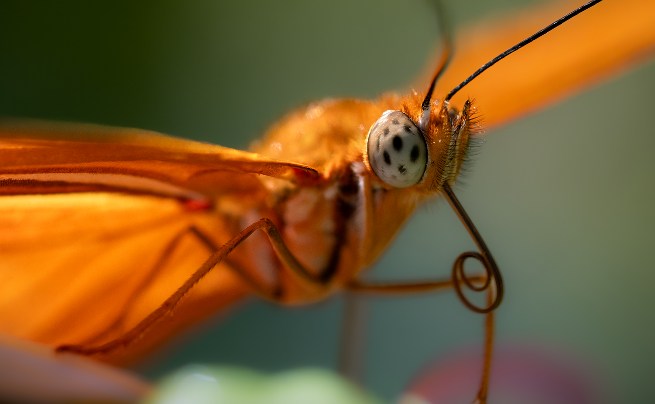 Researchers observe the unique habitat of the rare butterfly, highlighting the delicate balance within the ecosystem that supports its survival