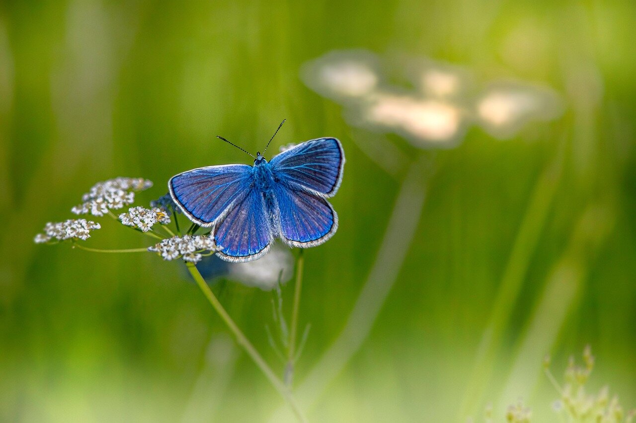 Schoolchildren engage in a handson educational program focused on the significance of biodiversity and the role of butterflies in environmental health