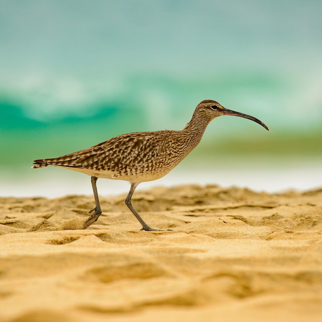 A group of newly hatched curlew chicks peck at the ground in a protected area, surrounded by lush grass and monitored by conservationists.