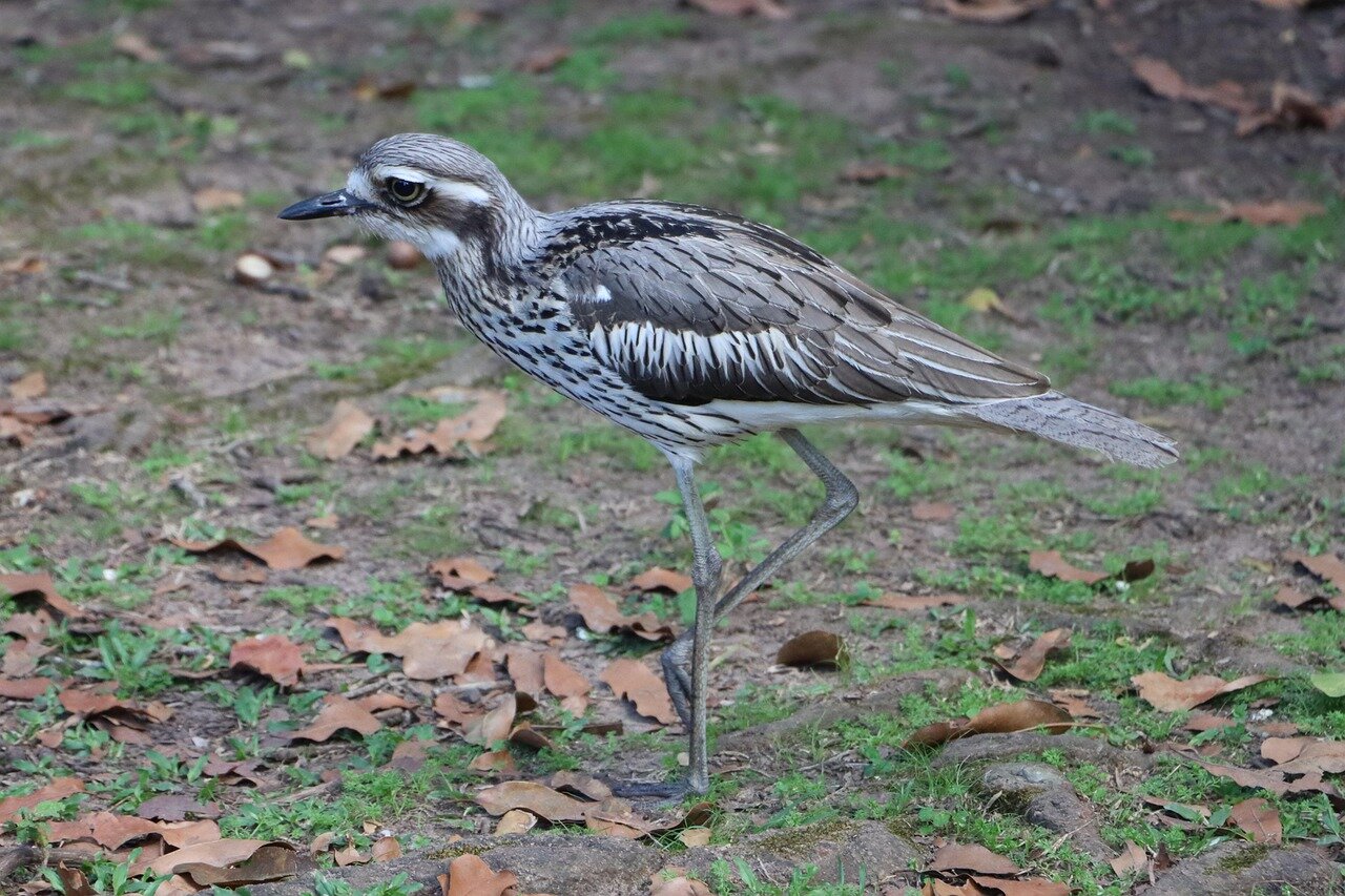 Newly hatched curlew chicks are being monitored closely by conservationists to support their growth and survival