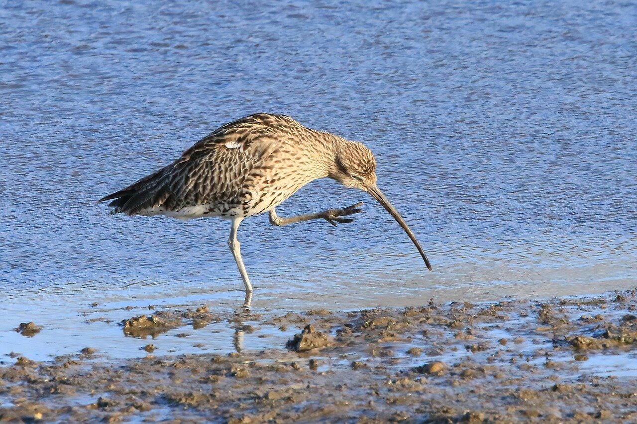 A conservationist holds a curlew chick, showcasing the dedication to preserving this vulnerable species