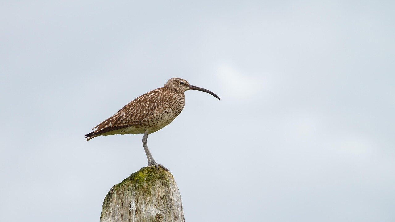 The dramatic decline of curlew populations highlights the urgent need for proactive wildlife conservation efforts