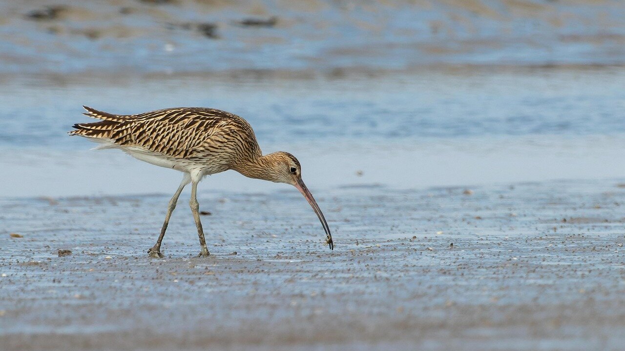 A picturesque wetland habitat, once home to thriving curlew populations, faces challenges due to agricultural changes and climate impacts