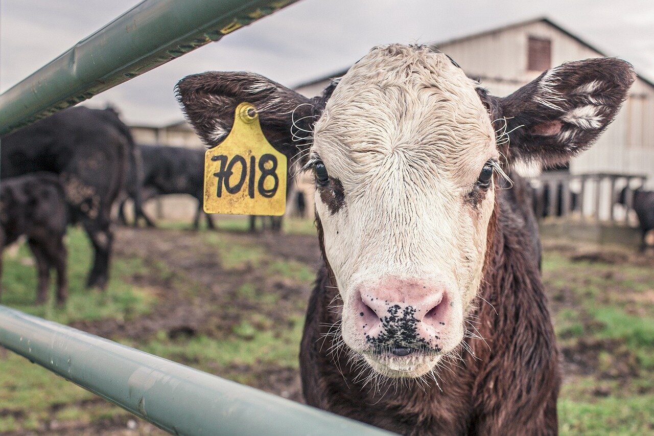 Rip's determination to uphold family ties while managing Beulah's ranch amidst escalating tensions in the community