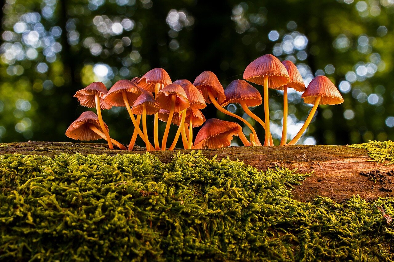 Researchers in a forested area examine the effects of a pathogenic fungus on invasive moss species, with native plants visible in the background.