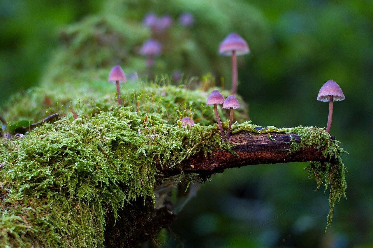 Native plants begin to flourish as the killer fungus effectively reduces the coverage of invasive moss in a restored habitat