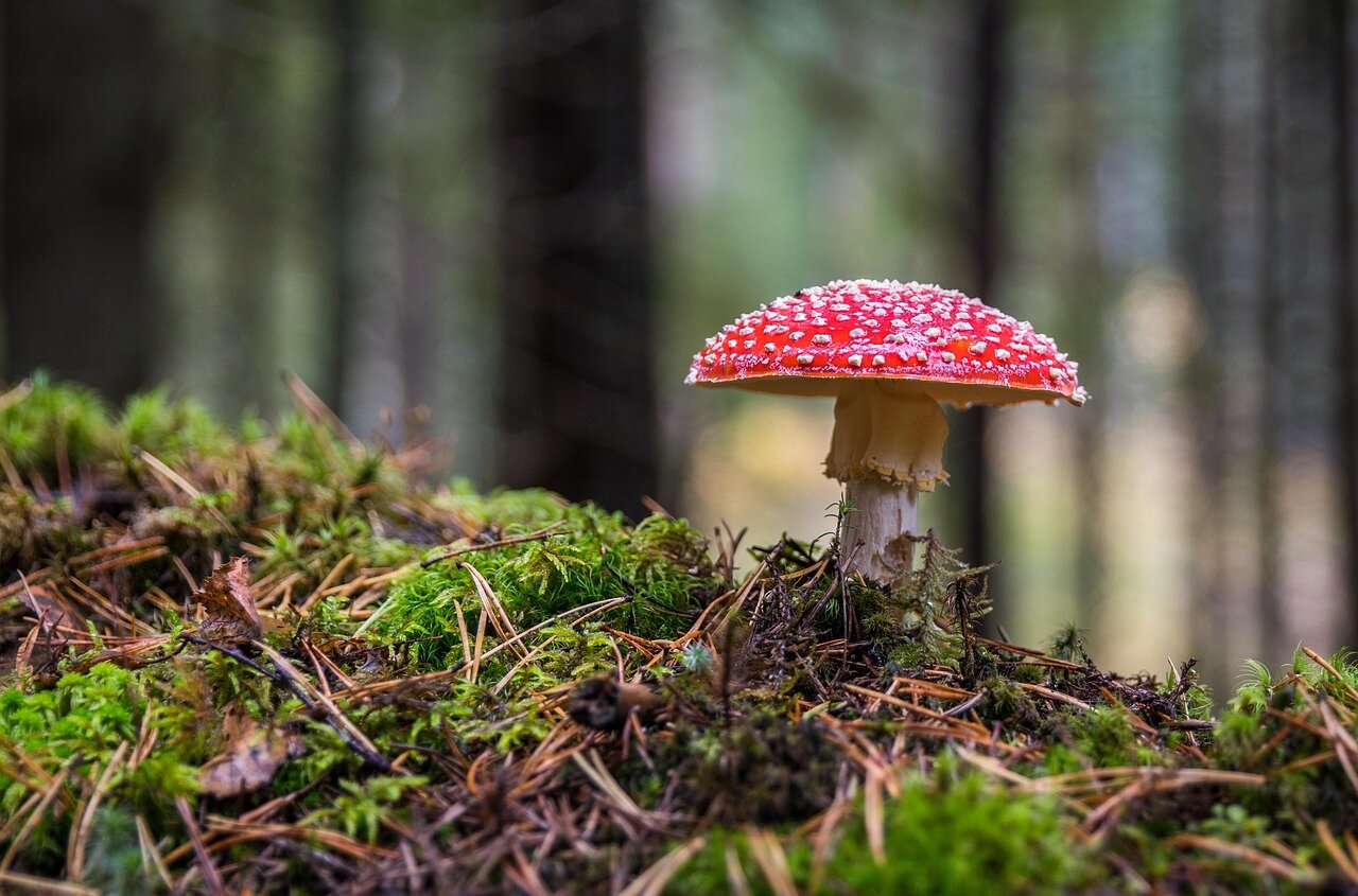 An ecologist monitors the effects of the killer fungus on local ecosystems, highlighting its potential for ecological restoration