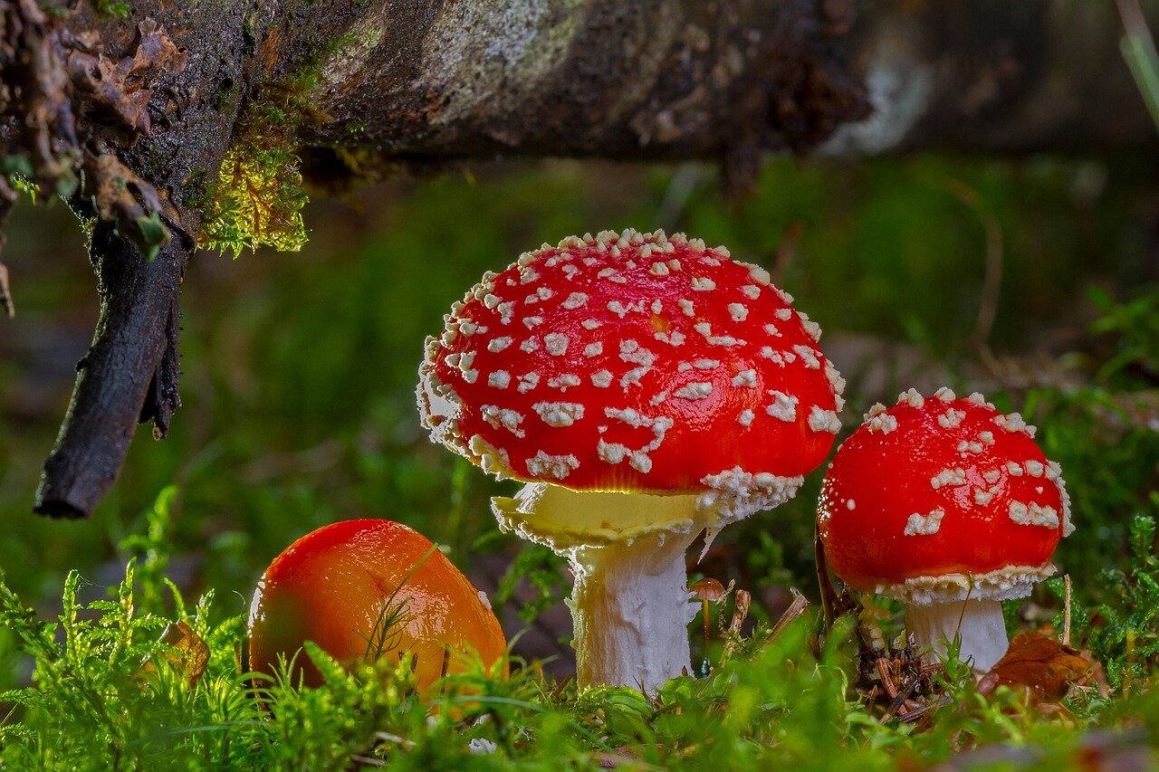 A conservationist advocates for the use of natural solutions like the killer fungus to rebalance ecosystems impacted by invasive species