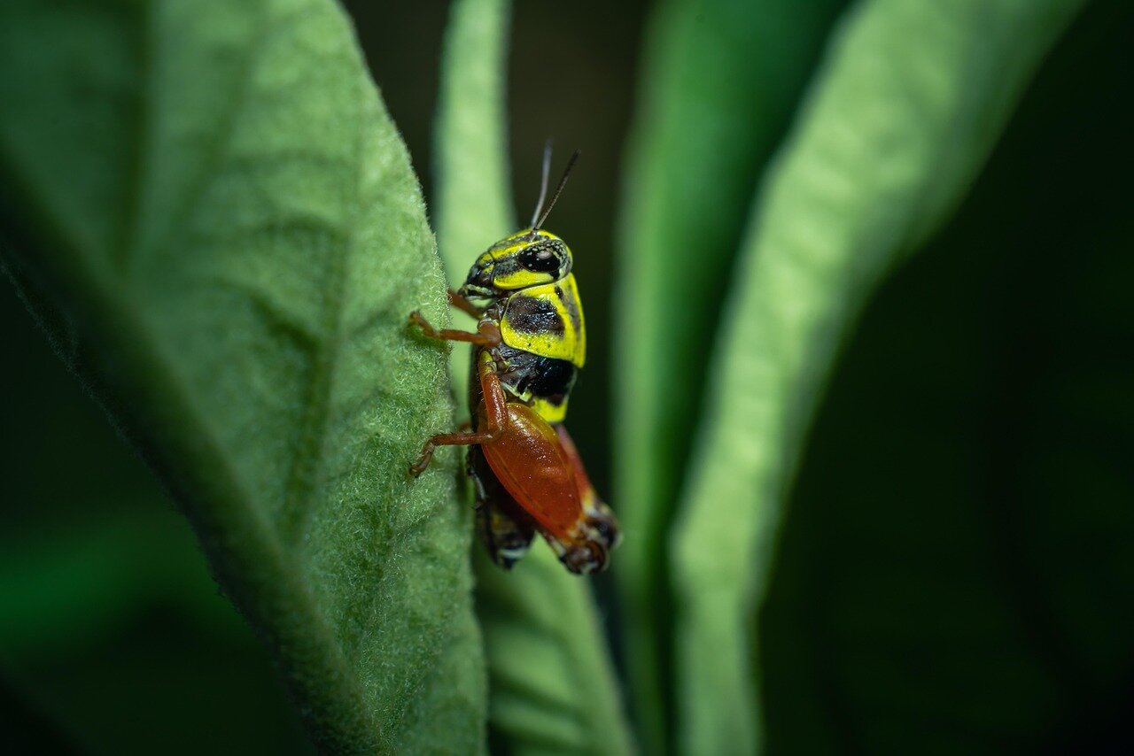 A woman kneels in her garden, excitedly observing a cluster of rare pink grasshoppers among the green foliage.