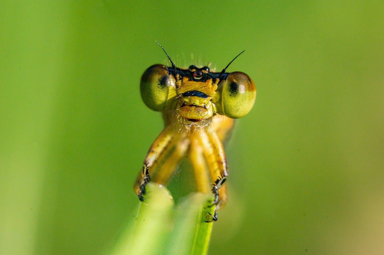 Closeup of a pink grasshopper perched on a leaf, showcasing its striking hue in contrast to the typical green grasshoppers