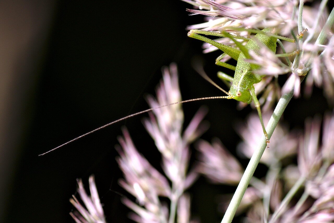 Local community members gather to discuss the significance of the pink grasshopper discovery, highlighting their interest in biodiversity and conservation