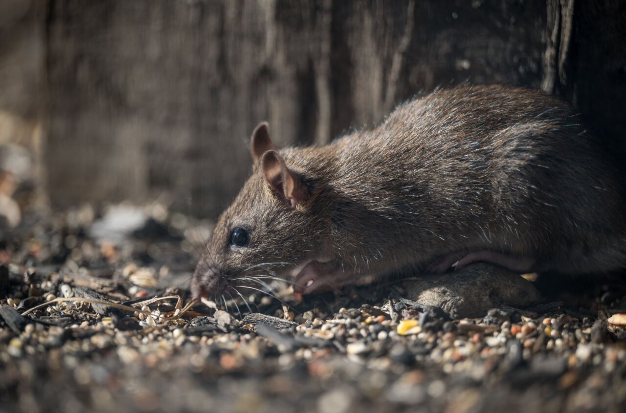 Health officials gather at a press conference to discuss the rising hantavirus cases and the importance of public awareness and prevention measures.