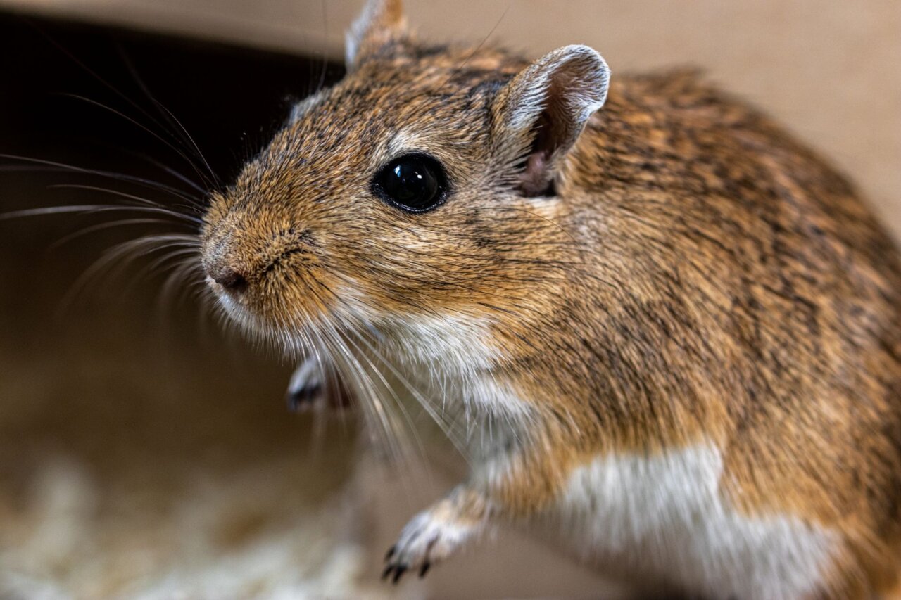 A public health campaign poster highlighting the risks associated with hantavirus transmission