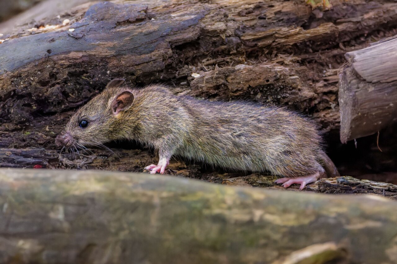 Researchers studying rodent populations to understand the environmental factors affecting hantavirus outbreaks