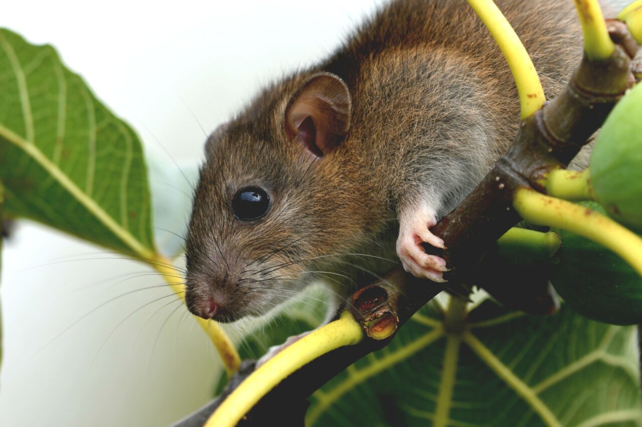 A rural community implementing rodent control measures in response to rising hantavirus cases