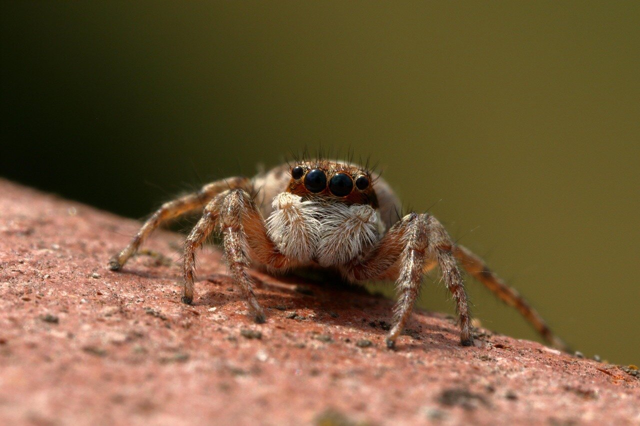 Researchers examining data on insect populations, emphasizing the scientific monitoring aspect of conservation efforts