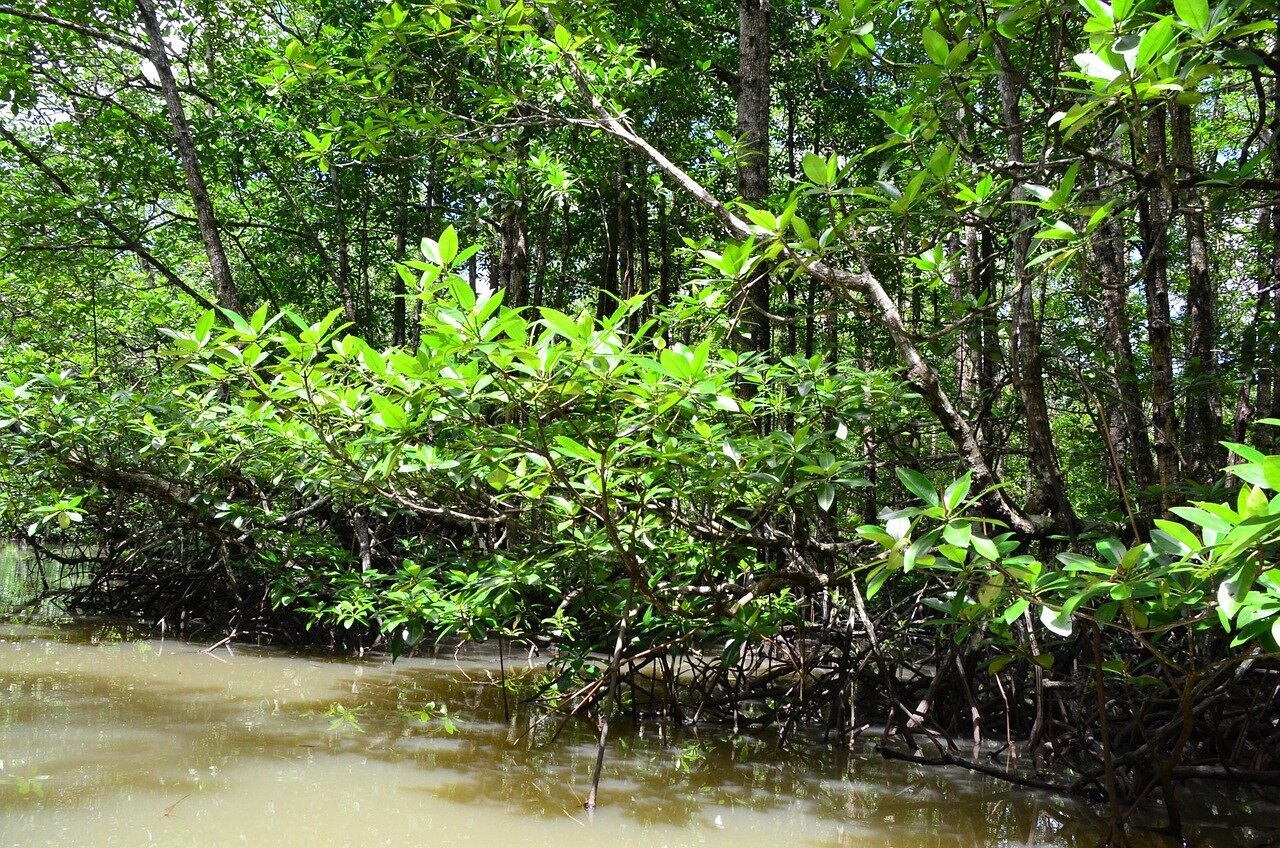 A lush mangrove forest with vibrant green foliage and intertwined roots stands resilient along a tranquil coastline, showcasing signs of recovery from previous environmental degradation.