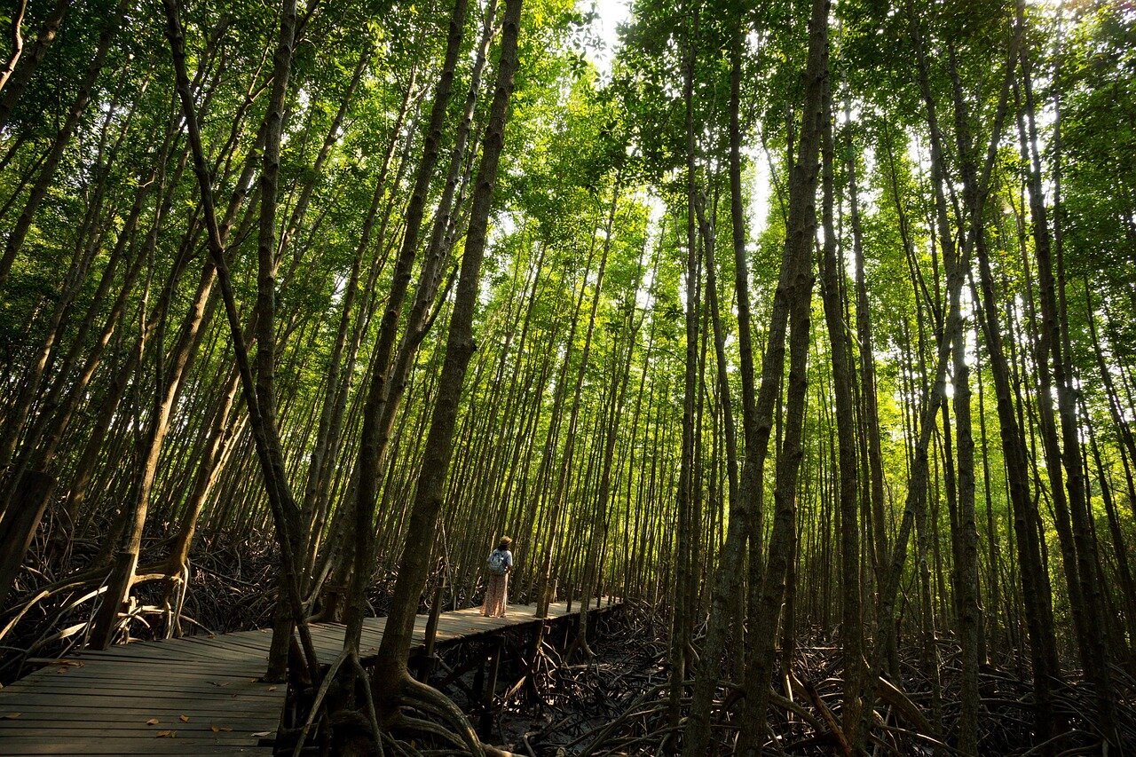 A fisherman casting his net in clear waters near a healthy mangrove habitat, benefiting from the improved fish stocks due to ecosystem recovery