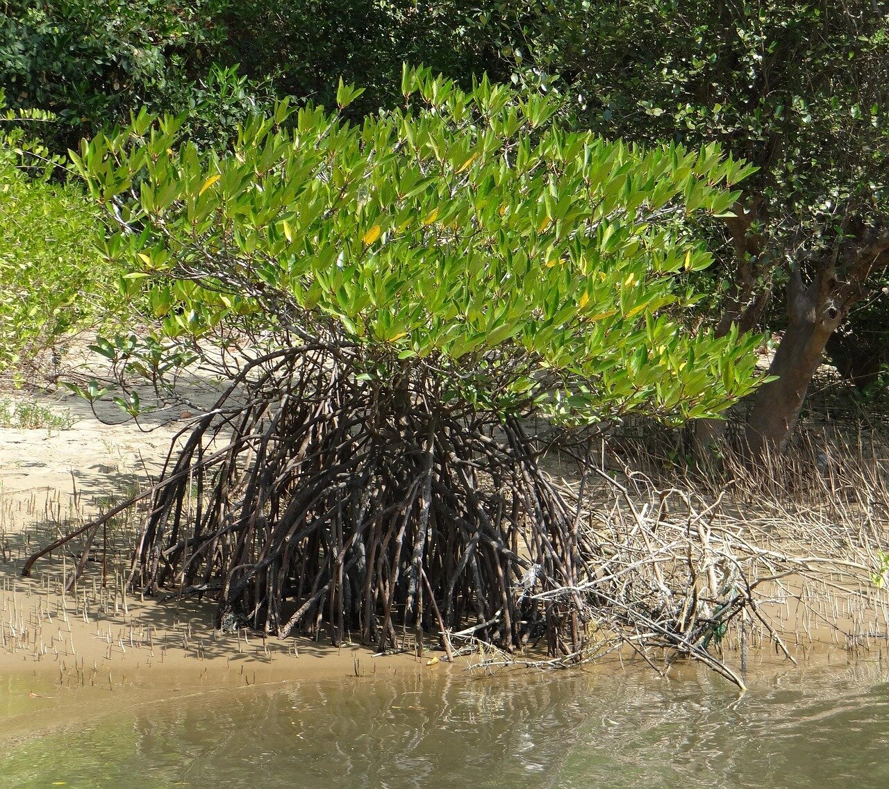 Tourists exploring a lush mangrove area, highlighting the growing ecotourism opportunities as these forests regenerate