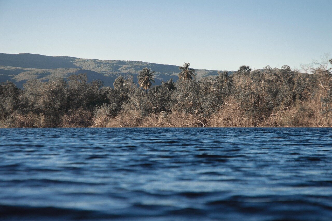 A view of a coastal area where mangroves have been restored, illustrating the enhanced protection against storms and rising sea levels