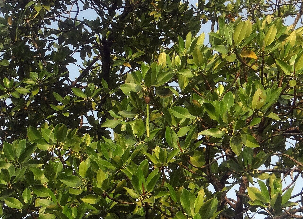 Tourists exploring a restored mangrove area, emphasizing the growing interest in ecotourism and sustainable travel
