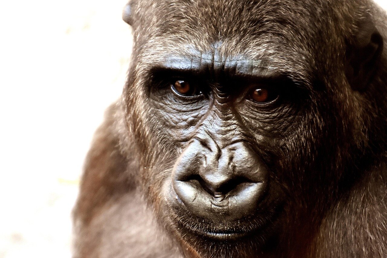 Researchers observe a chimpanzee responding joyfully to tickling, illustrating the emotional connections among primates